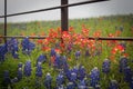 Blooming blue bonnet flowers and red Indian paintbrush near the fence close- up Royalty Free Stock Photo