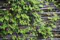 Blooming blue clematis on a willow fence. Winding beautiful plant