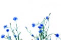 Blooming blue cornflower isolated image Royalty Free Stock Photo