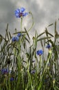 Blooming blue cornflowers in grainfield