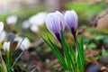 Blooming blue crocus. Spring flower background. Fresh growing crocuses Royalty Free Stock Photo