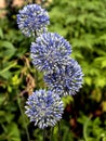 Blooming blue decorative onion plant with the Latin name Allium caeruleum, macro