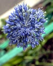 Blooming blue decorative onion plant with the Latin name Allium caeruleum, macro