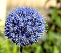 Blooming blue decorative onion plant with the Latin name Allium caeruleum, macro