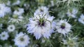 Blooming blue flower in garden with blue flowers in background in blur. Royalty Free Stock Photo