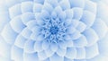 Blooming Blue Flower. Seamless Looped.