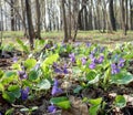 Blooming blue forest violets on a blurry background of park