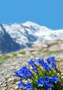 Blooming blue gentian Gentiana acaulis with mountain Mont Blanc in the background,France. Royalty Free Stock Photo