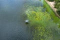 Blooming blue-green algae. Water pollution of rivers and lakes with harmful algal blooms. Ecological problems. Top view