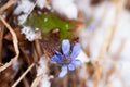 Blooming blue Hepatica nobilis flower on snow
