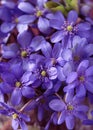 Blooming of blue hepatica wildflowers in early spring in the forest. Royalty Free Stock Photo