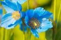 Blue plant Meconopsis Grandis Royalty Free Stock Photo
