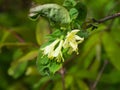 Blooming blue honeysuckle flowers on branch with bokeh background macro, selective focus, shallow DOF Royalty Free Stock Photo