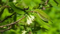 Blooming blue honeysuckle flowers on branch with bokeh background macro, selective focus, shallow DOF Royalty Free Stock Photo