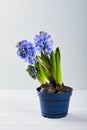 Blooming blue hyacinth flower in a pot on a white wooden background Royalty Free Stock Photo