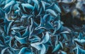 Blooming blue hydrangea close-up. Eeconnecting with nature. Cottagecore aesthetics. Vertical format