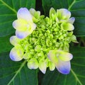 Blooming blue hydrangea quatrefoil