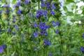 Blooming blue hyssop