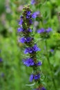 Blooming blue hyssop