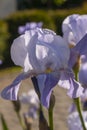 Blooming blue iris flower close-up Royalty Free Stock Photo