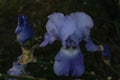 A blooming blue iris flower next to a blooming bud against a dark green background Royalty Free Stock Photo