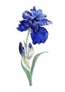 Blooming blue iris flower stem with green leaves and buds. Perennial garden plant. Isolated natural element. Hand drawn watercolor Royalty Free Stock Photo