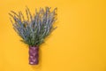 Blue lavender in a vase on yellow background