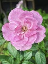 Blooming Blue Liver Rose plant ,pink purple petals,beautiful flower Royalty Free Stock Photo