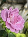 Blooming Blue Liver Rose plant ,pink purple petals,beautiful flower Royalty Free Stock Photo