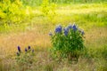 Blooming blue lupine flowers in the field Royalty Free Stock Photo