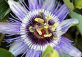 Blooming blue Passion Flower Jhumko Lata