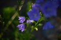 blooming blue peach-leaved bellflowers (campanula) Royalty Free Stock Photo