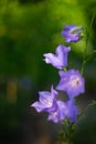 Blooming blue peach-leaved bellflowers (campanula) Royalty Free Stock Photo