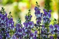 Blooming blue perennial Angelonia Latin - Angelonia