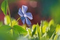 Blooming blue periwinkle flower closeup in sun light. Floral background with copy space for greeting card Royalty Free Stock Photo