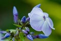 Blooming blue phlox