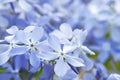 Blooming blue phlox and other flowers in the summer garden close up