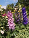 Blooming blue and pink delphinium. Delphinium elatum in garden. Royalty Free Stock Photo