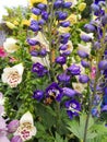 Delphinium elatum in garden. Bumblebee on bluedelphinium