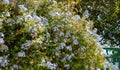 Blooming blue plumbago or jasmine flowering plant background. Climber bush, Greece Cyclades island Royalty Free Stock Photo