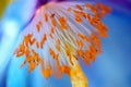 Blue poppy Meconopsis Royalty Free Stock Photo