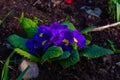Blooming blue primrose on a garden flowerbed Royalty Free Stock Photo