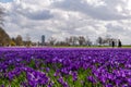 Blooming Blue Purple Crocus flowers field in DÃÂ¼sseldorf, Germany. Royalty Free Stock Photo