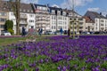 Blooming Blue Purple Crocus flowers field in DÃÂ¼sseldorf, Germany. Royalty Free Stock Photo