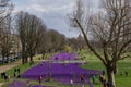 Blooming Blue Purple Crocus flowers field in DÃÂ¼sseldorf, Germany. Royalty Free Stock Photo