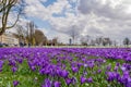 Blooming Blue Purple Crocus flowers field in DÃÂ¼sseldorf, Germany. Royalty Free Stock Photo