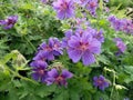 Blooming blue purple garden geranium with bees and bumblebees Royalty Free Stock Photo