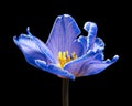 Blooming blue-purple Tulip flower with yellow pollen on black. Royalty Free Stock Photo