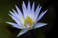 A blue purple water lily in dark background Royalty Free Stock Photo