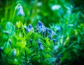 Blooming blue rooguchi clematis in the garden. Selective focus. Shallow depth of field Royalty Free Stock Photo